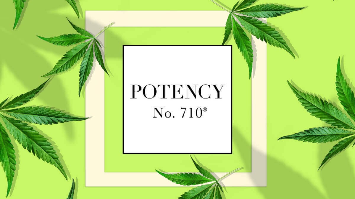 Potency No 710 Cannabis 101 Series